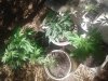 five female Marijuana plants.jpg
